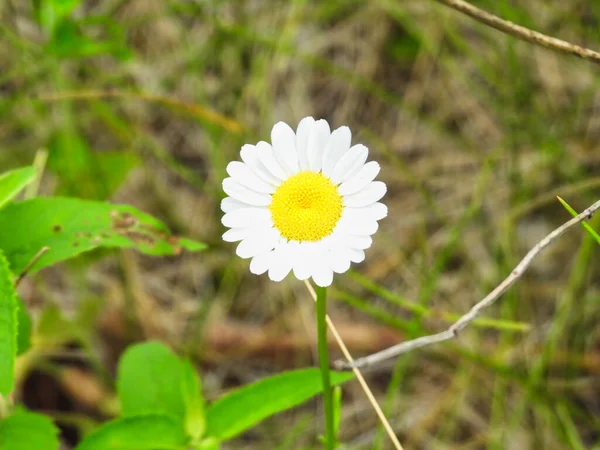 Dog Daisy Chrysanthemum Leucanthemum Wildflower Close Macro Summer — Stock Photo, Image