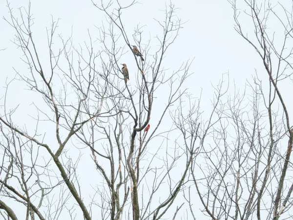 Nördlicher Buntspecht Und Männliche Nördliche Kardinalvögel Einem Kahlen Baum Einem — Stockfoto