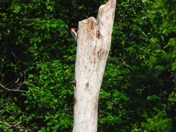 A Red-Bellied Woodpecker on a Dead Tree while Baby Northern Flicker Woodpecker Bird Pokes Its Head of the Nest in a Hole in Late Summer