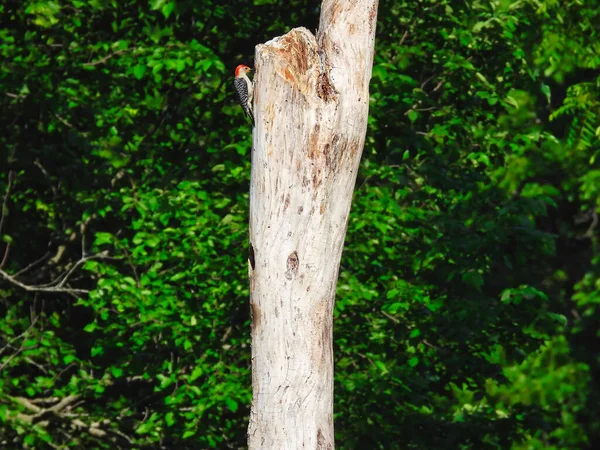 Pica Pau Barriga Vermelha Uma Árvore Morta Com Ninho Vime — Fotografia de Stock