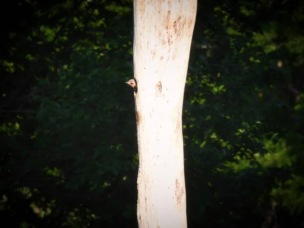 Ein Nördlicher Flimmerspecht Sticht Spätsommer Seinen Nestkopf Das Loch Eines — Stockfoto