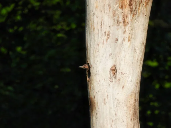 Baby Northern Flicker Picchio Uccello Colpisce Sua Testa Del Nido — Foto Stock