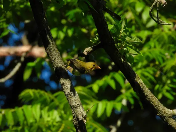 Американський Goldfinch Bird Тіні Дерева Літній День — стокове фото
