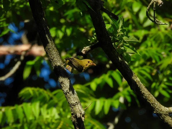 American Goldfinch Bird Perched Sideways Sombra Uma Árvore Dia Verão — Fotografia de Stock