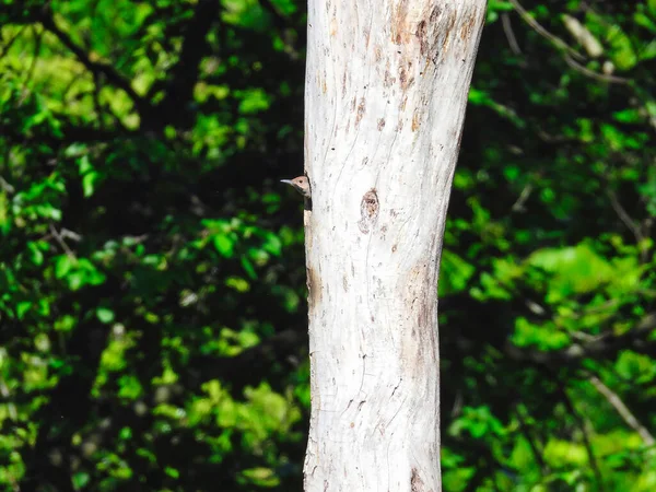 Baby Northern Flicker Picchio Uccello Colpisce Sua Testa Del Nido — Foto Stock