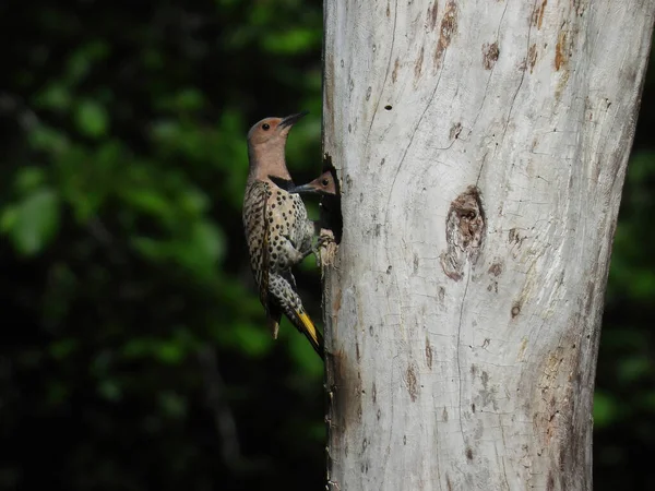 Northern Flicker Woodpecker Bird Feeds a Baby in the Nest in a Hole of a Dead Tree in Late Summer