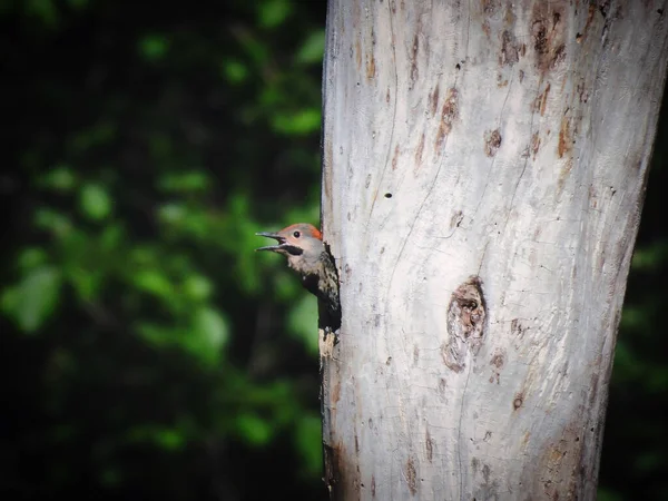 A Baby Northern Flicker Woodpecker Bird Pokes Its Head of the Nest in a Hole of a Dead Tree in Late Summer