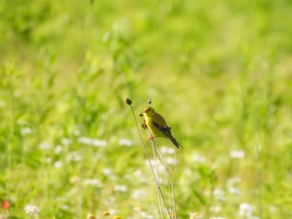 American Goldfinch Fêmea Pássaro Empoleirado Uma Haste Pradaria Início Manhã — Fotografia de Stock