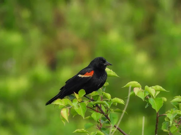 Red Winged Blackbird Αρσενικό Σκαρφαλωμένο Ένα Πόδι Αγριολούλουδο Καλοκαίρι — Φωτογραφία Αρχείου