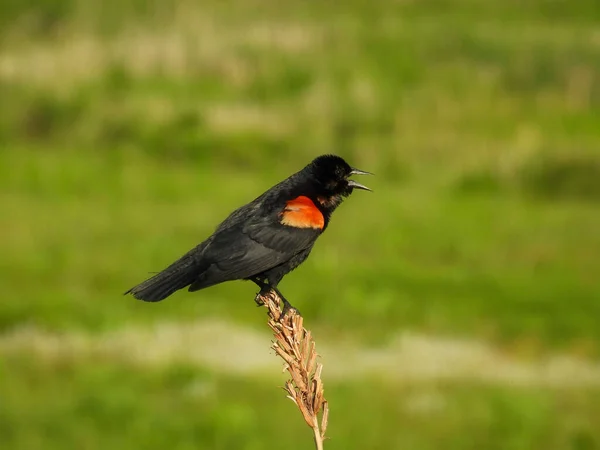 Red Winged Blackbird Αρσενικό Σκαρφαλωμένο Ένα Πόδι Αγριολούλουδο Καλοκαίρι — Φωτογραφία Αρχείου