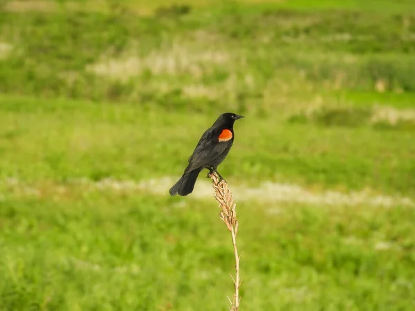 Red Winged Blackbird Férfi Ült Egy Vadvirág Szár Nyáron — Stock Fotó