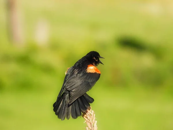Red Winged Blackbird Мужчина Сидел Стебле Полевого Цветка Летом — стоковое фото