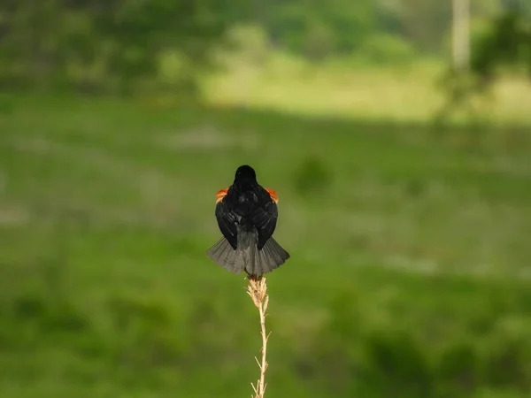 Pájaro Negro Alado Rojo Macho Encaramado Tallo Flor Silvestre Verano —  Fotos de Stock