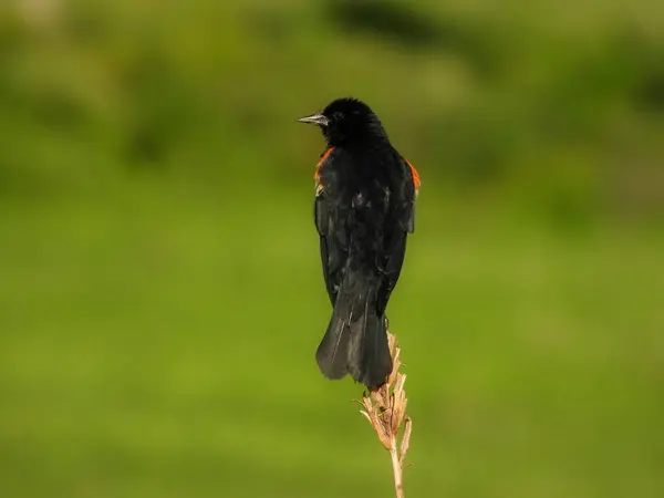 Czerwony Skrzydlaty Blackbird Mężczyzna Siched Dzikim Kwiatem Stem Lecie — Zdjęcie stockowe
