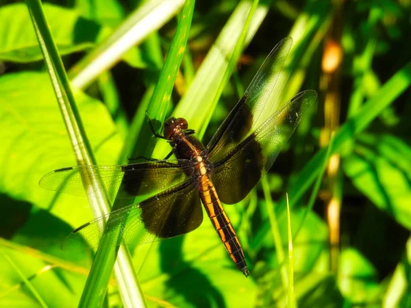 夏日的太阳下 寡妇蜻蜓栖息在夏野花茎上 — 图库照片
