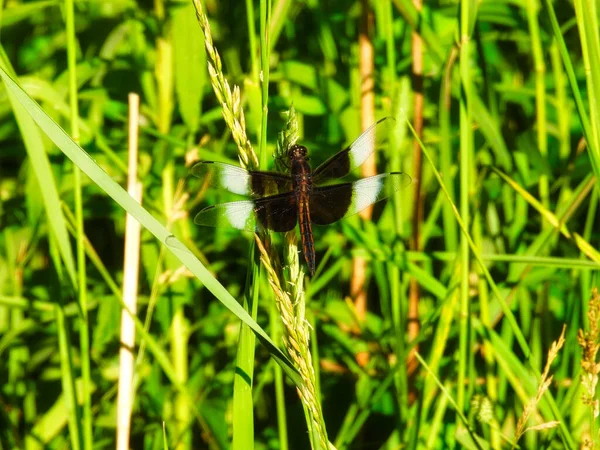 Änka Skimmer Dragonfly Uppflugen Sommar Wildflower Stem Sommarsolen — Stockfoto
