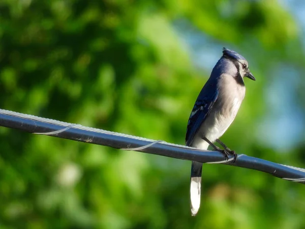 Mavi Jay Makrosunu Yazın Yeşil Ormanlı Elektrik Kablosuyla Kapatın — Stok fotoğraf