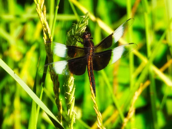 夏日的太阳下 寡妇蜻蜓栖息在夏野花茎上 — 图库照片