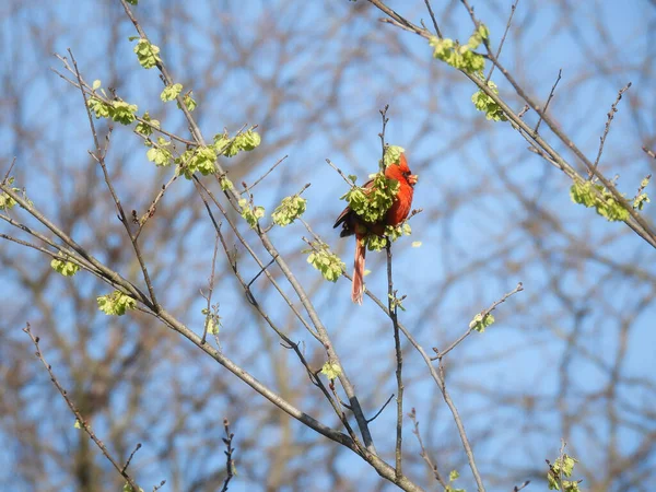 Männlicher Kardinalvogel Einem Neu Blühenden Baum Späten Wintermärz — Stockfoto