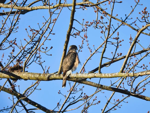 Ein Cooper Hawk Einem Baum Einer Spätwinterszene März — Stockfoto