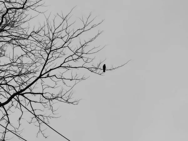 冬の朝に枝の上に座っているホークバックリットの影 — ストック写真