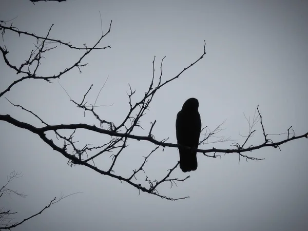 Schatten Eines Falken Der Einem Wintermorgen Auf Einem Ast Sitzt — Stockfoto