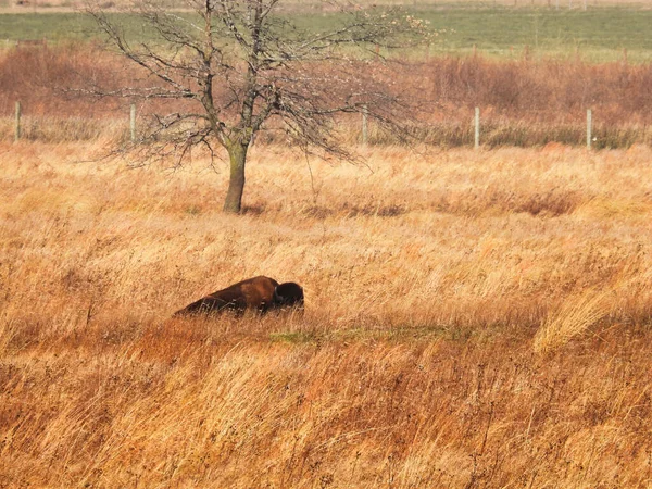 Ein Amerikanischer Büffelbison Ruht Herbstlaub Des Hohen Grases November — Stockfoto