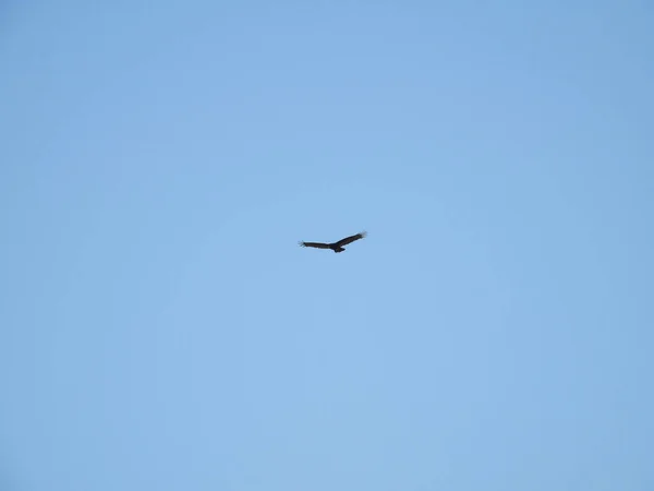 Vulture Soaring Bright Blue Sky Summer — Stock Photo, Image