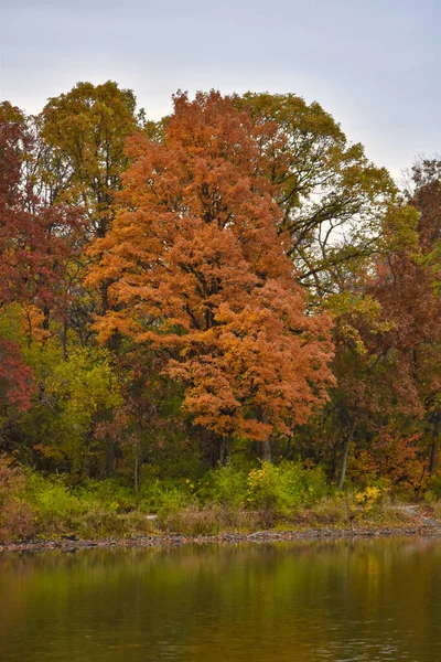 Lindo Laranja Queda Folhagem Uma Árvore Nas Margens Lago Outubro — Fotografia de Stock