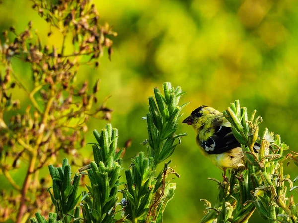 Juvenil Masculino Americano Goldfinch Bird Pega Haste Flores Silvestres Início — Fotografia de Stock