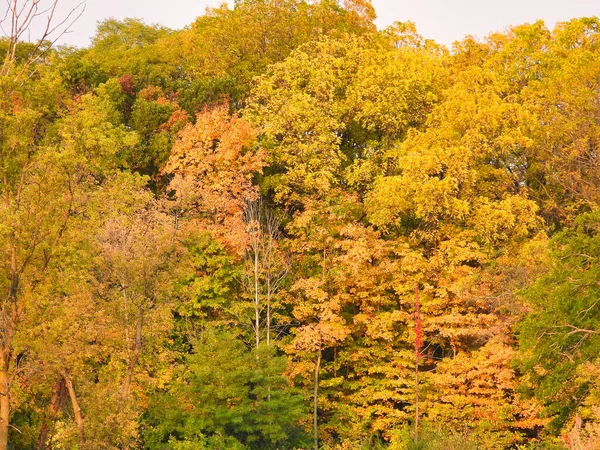Cores Queda Luscious Vista Paisagem Floresta Com Amarelo Laranja Marrom — Fotografia de Stock