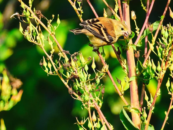 Американський Goldfinch Bird Eats Late Summer Дика Квітка Вранці Схід — стокове фото