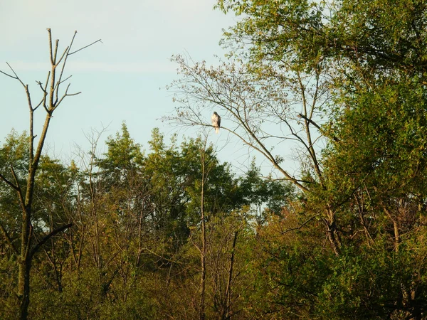 Red Tailed Hawk Perched Dead Part Tree Fall Foliage Morning — Photo