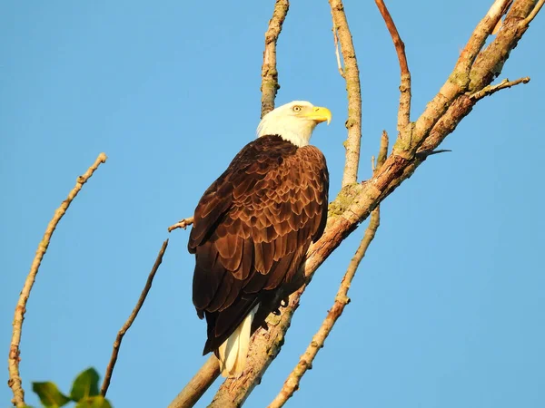 Águila Calva Americana Posada Árbol Muerto Sol Mañana Principios Otoño — Foto de Stock