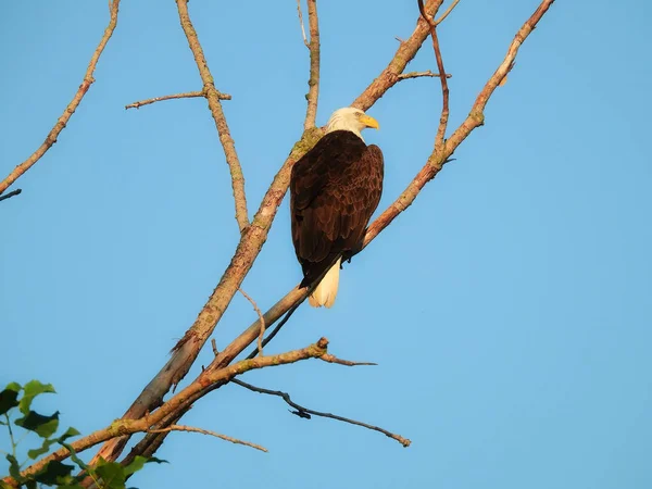 Águila Calva Americana Majestuoso Símbolo Americano Águila Calva Ave Rapaz — Foto de Stock