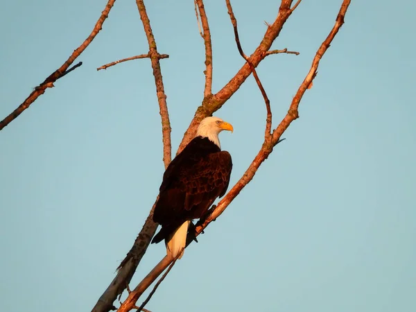 Águila Calva Americana Posada Árbol Muerto Sol Mañana Principios Otoño — Foto de Stock