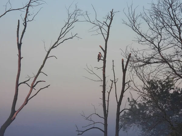 Rotschwanzfalke Hockt Einem Nebligen Herbstmorgen September Einem Kahlen Baum — Stockfoto