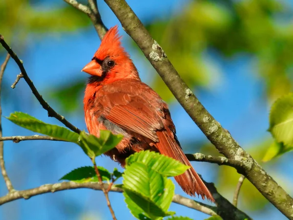 红色的北方红雀栖息在树枝上 夏天在蓝天绿叶的阳光下展示红色的羽毛 — 图库照片