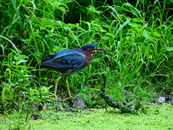 Green Heron Fica Banco Caçando Uma Lagoa Cheia Ervas Daninhas — Fotografia de Stock
