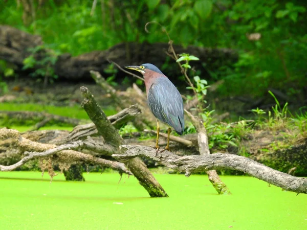 Green Heron Fica Ramo Árvore Caída Caçando Uma Lagoa Cheia — Fotografia de Stock