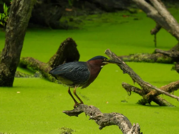 Green Heron Fica Ramo Árvore Caída Caçando Uma Lagoa Cheia — Fotografia de Stock