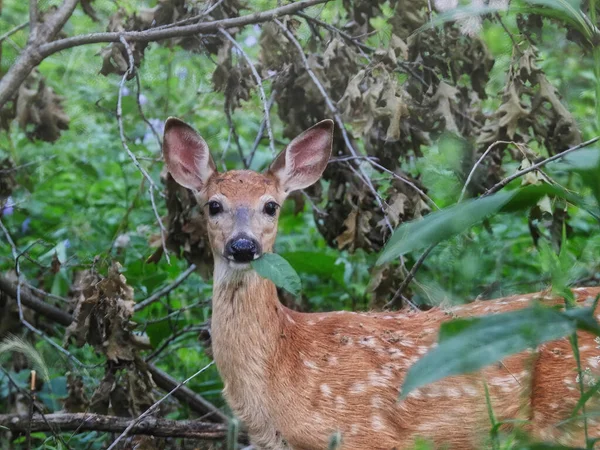 清晨绿色夏叶中的雌鹿Fawn White Tailed Deer — 图库照片