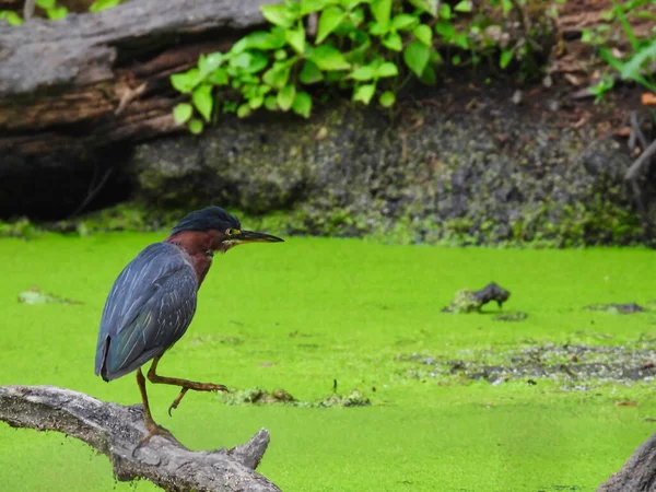 Green Heron Stands Fallen Tree Branch Hunting Duckweed Filled Pond — Stock Photo, Image