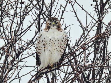 Kızıl Kuyruklu Şahin Yırtıcı Kuş Kış Gününde Karla Dolu Bir Ağaca Tüymüş
