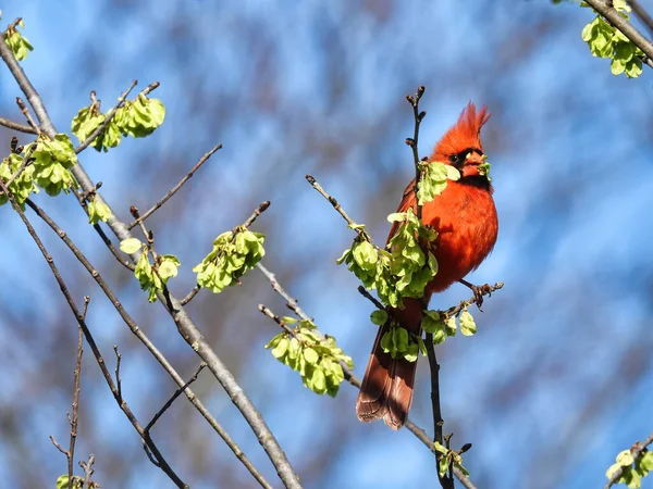Norra Kardinal Man Fågel Nyblommande Träd Slutet Vintern Mars — Stockfoto