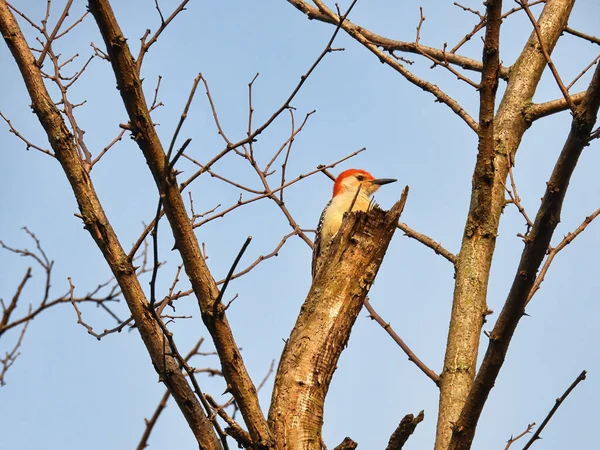 Червоні Лісисті Пташині Ваги Сторони Дерева Взимку — стокове фото