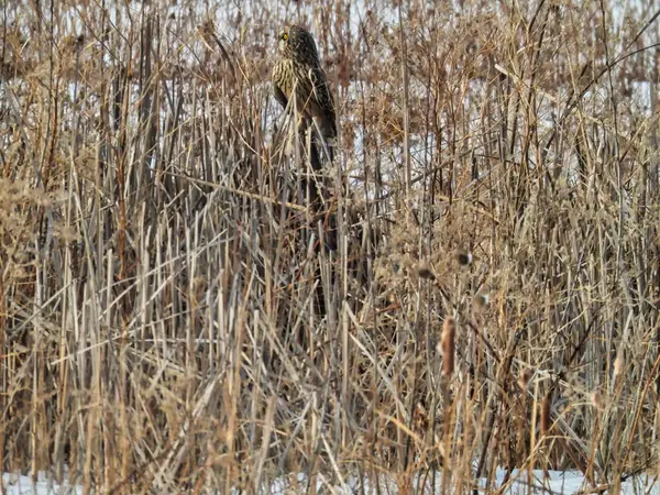 冬日里 一只矮小的东方猫头鹰栖息在白雪覆盖的草丛中 — 图库照片