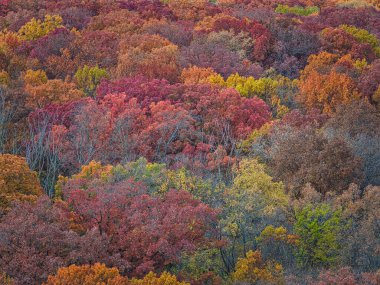 Sonbahar Renkli Ağaçların Çarpıcı Düşüşü Sakin Octobe