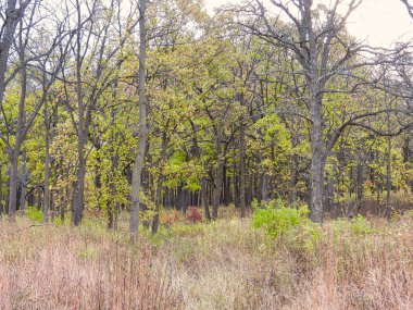Parkta sonbahar: Sonbahar renkli ağaçların karışımı sarı, turuncu