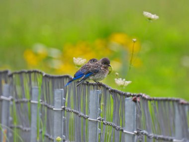 Genç Doğu Mavi Kuşları Yaz Güneşi Altında Bir Çitin Üzerinde Tünediler